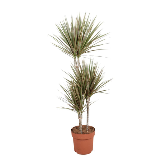 Dracaena Bicolor – Stilvoller, pflegeleichter Drachenbaum Ø21cm