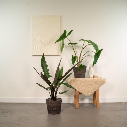 Alocasia Zebrina & Alocasia Lauterbachiana – Doppel-Set Ø19cm, ca. 75cm