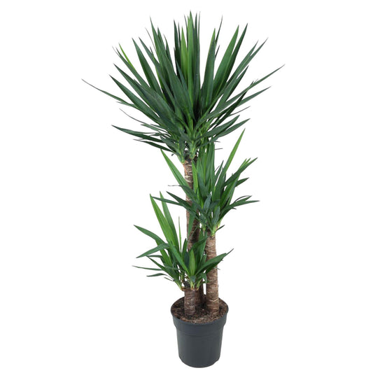 Yucca Elephantipe – Elefantenpalme 140 cm Ø27 cm