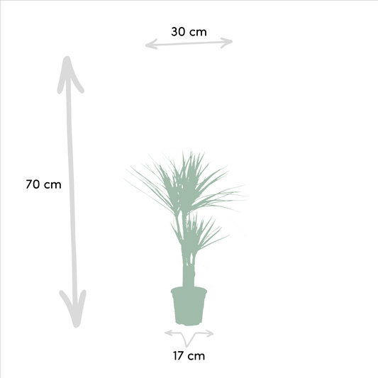 2x Dracaena – Stilvolle & pflegeleichte Zimmerpflanzen Ø17cm