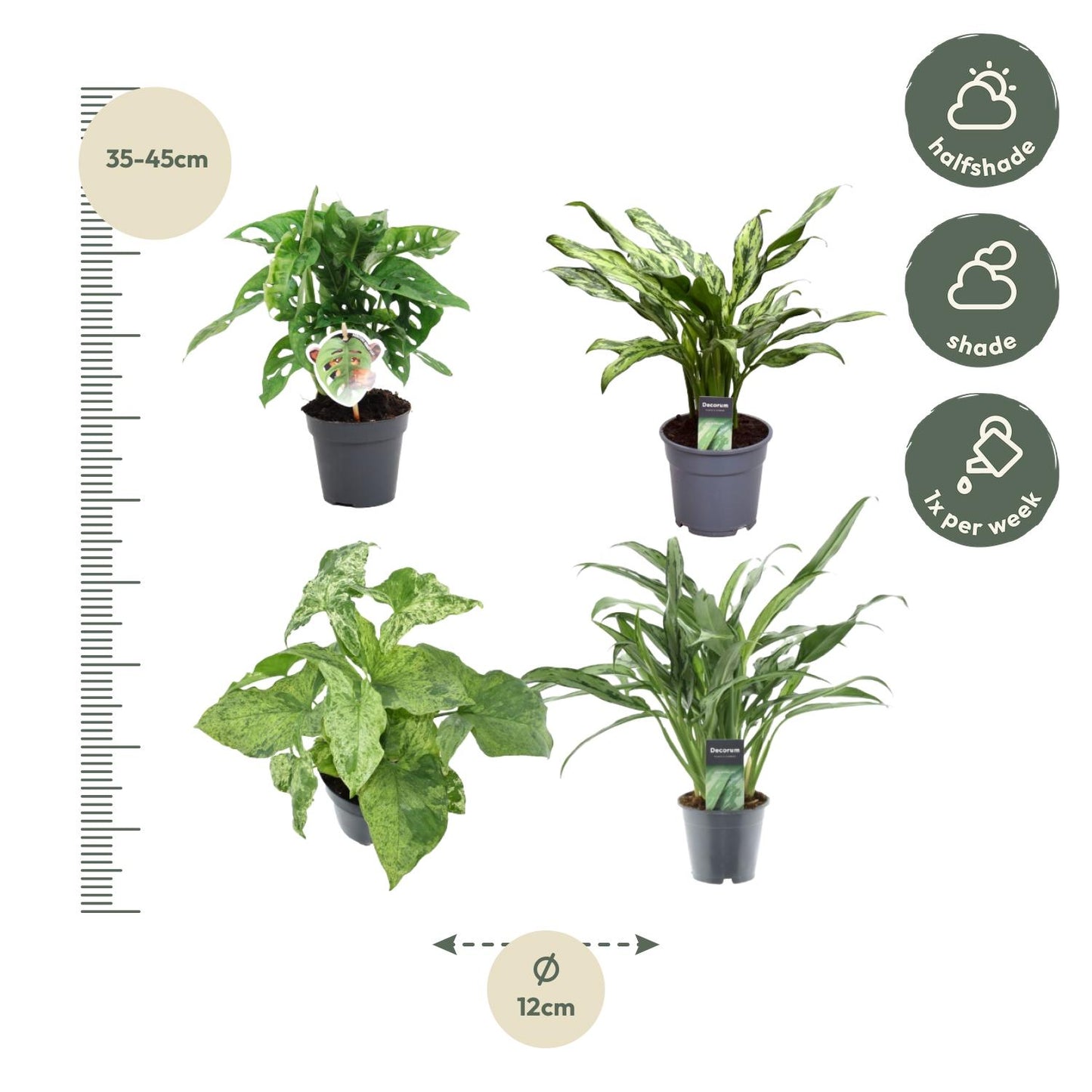 Grüner Mix 4 Pflanzen – Monstera, Aglaonema & Syngonium