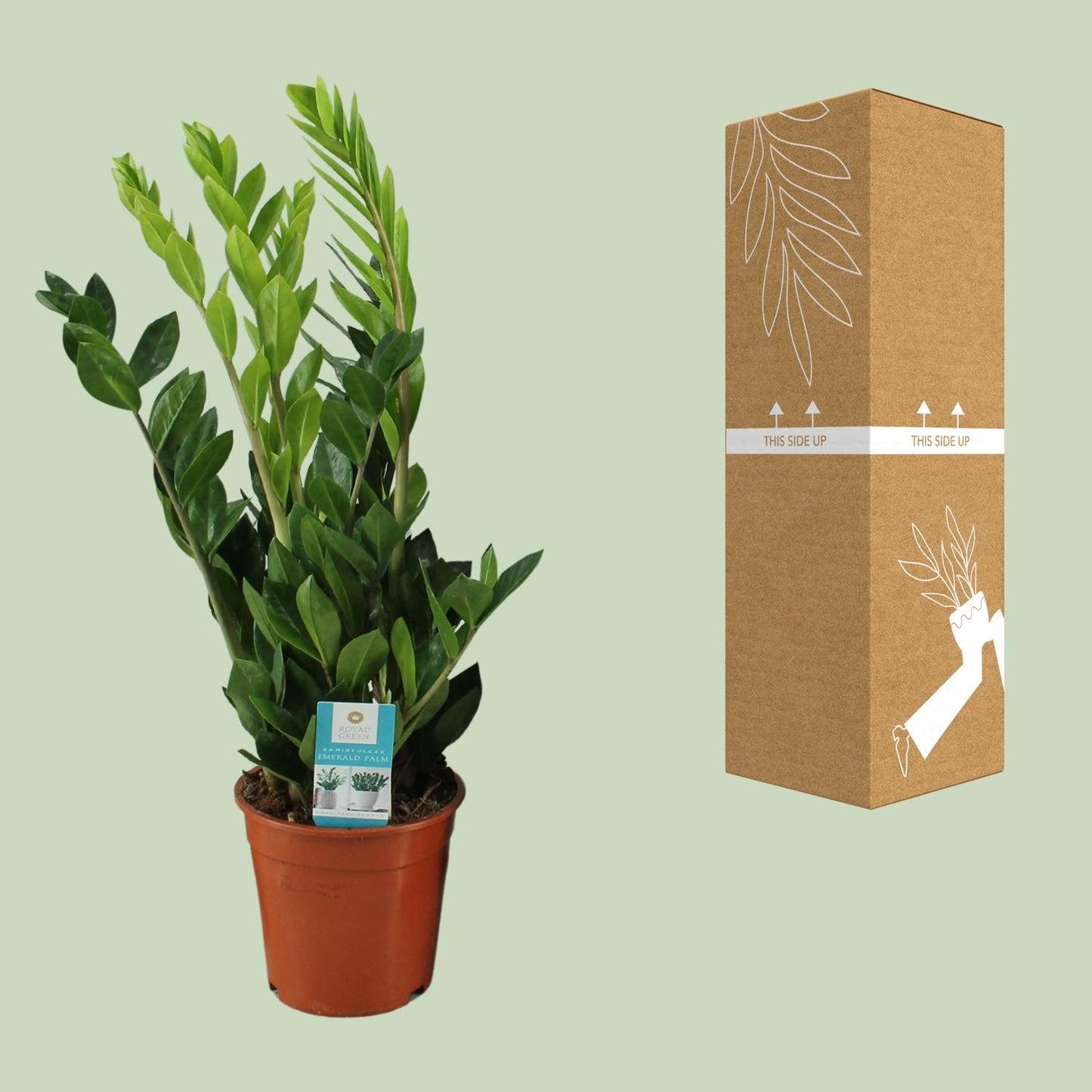 Zamioculcas Zamiifolia – Pflegeleichte Zimmerpflanze Ø17cm