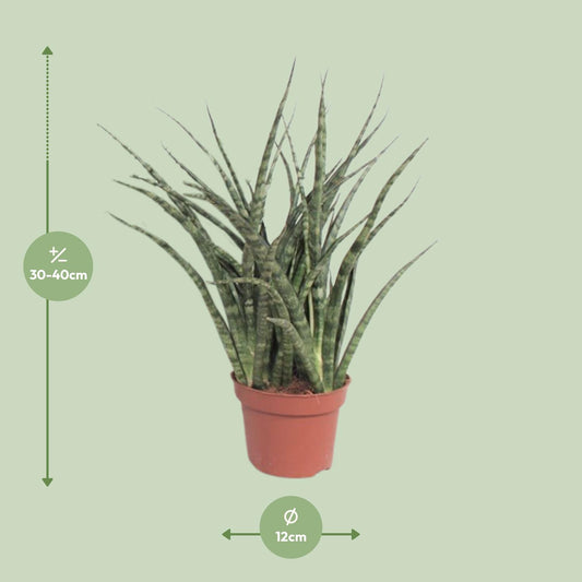Sansevieria Fernwood Punk – Pflegeleichte Schwiegermutterzunge Ø12cm
