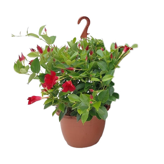 Sundaville Hängekorb Tricolor Ø25cm – Mandevilla Zimmerpflanze
