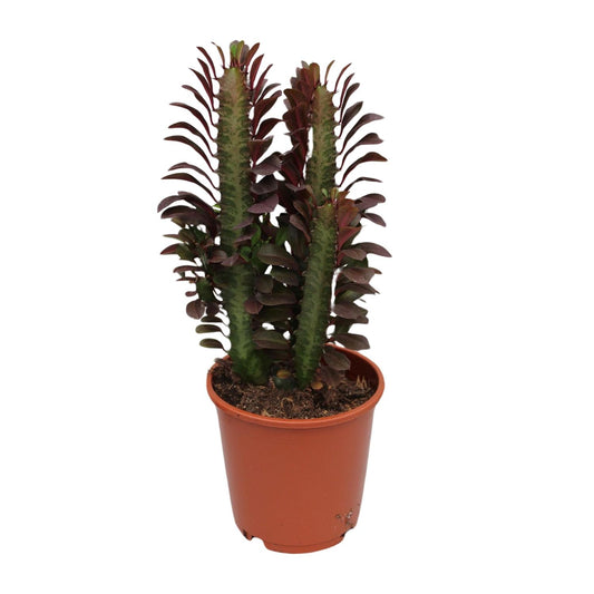 Euphorbia Trigona Rubra – Afrikanischer Milchbaum Ø12cm, 40cm