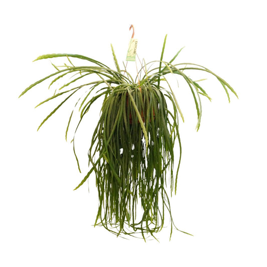 Lepismium Bolivianum – Pflegeleichter XXL-Kaktus Ø21 cm, 70 cm hoch