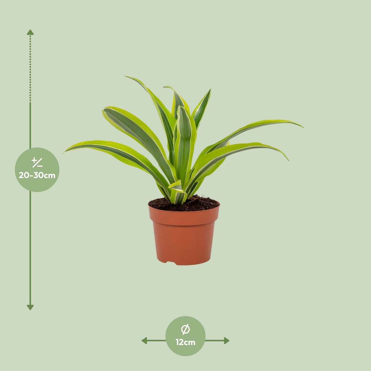 Dracaena Lemon Lime – Pflegeleichter Drachenbaum Ø12cm