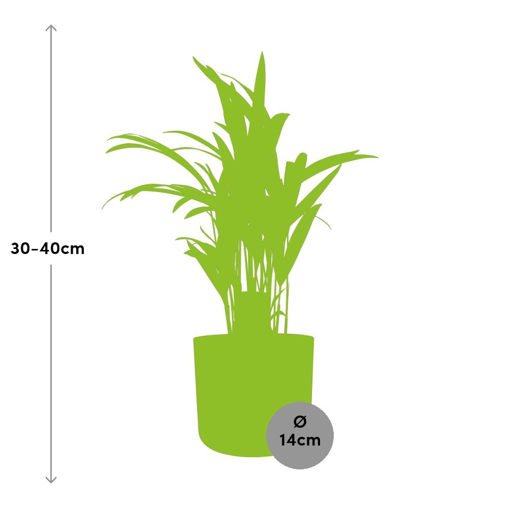 Dypsis Lutescens (Bambuspalme) in ELHO b.for soft 14cm brique