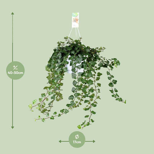 Hedera Helix Wonder Green – Stilvolle Kletterpflanze Ø24cm