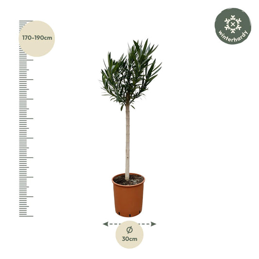 Nerium Oleander Stamm mit rosa Blüte – 170 cm – Ø 30 cm