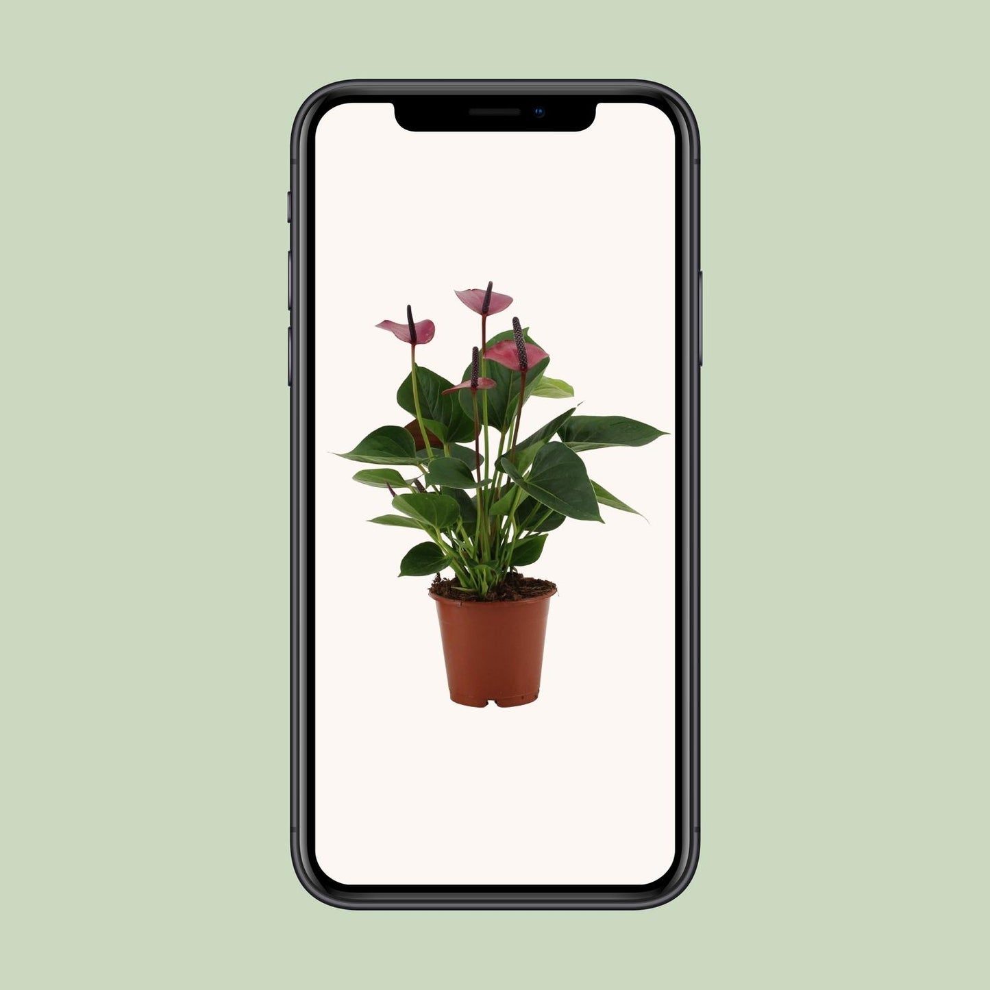Anthurium Baby Purple – Pflegeleichte Designpflanze Ø12cm