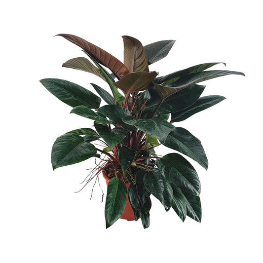 Philodendron Congo Rojo – Pflegeleichte XXL-Zimmerpflanze Ø27 cm