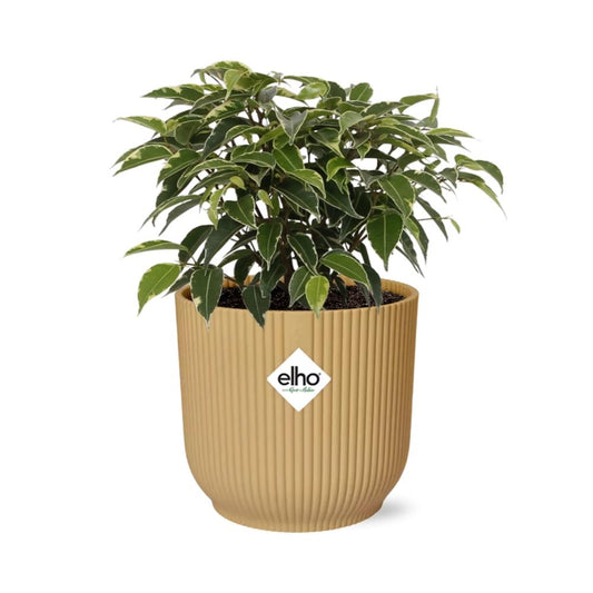 Ficus Benjamina Kinky im ELHO Vibes Fold Topf 14cm Gelb