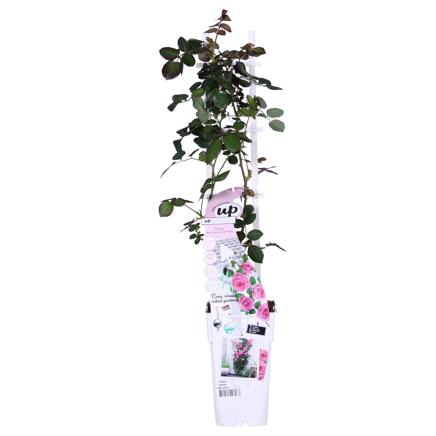 Rosa Crazy in Love 'Pink' – Kletterrose Ø15cm, ca. 65cm hoch