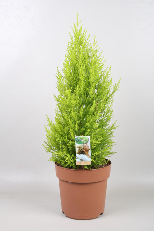 Cupressus Goldcrest Wilma - Elegante Konifere Ø21cm, 70cm