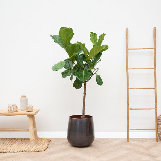 Ficus Lyrata Stamm – 170 cm – Ø 30 cm