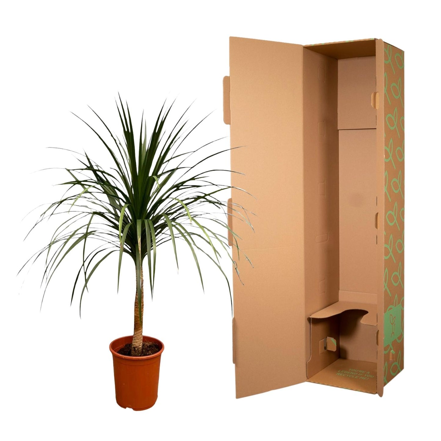 Dracaena Draco – Majestätischer Drachenbaum 120 cm