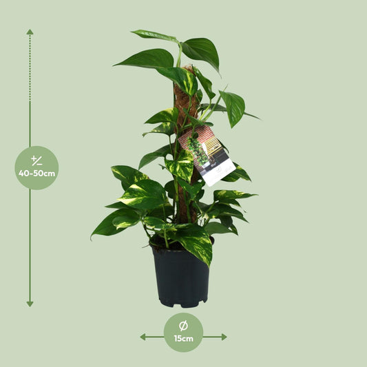 Scindapsus Epipremnum - pflegeleichte Hängepflanze Ø15cm