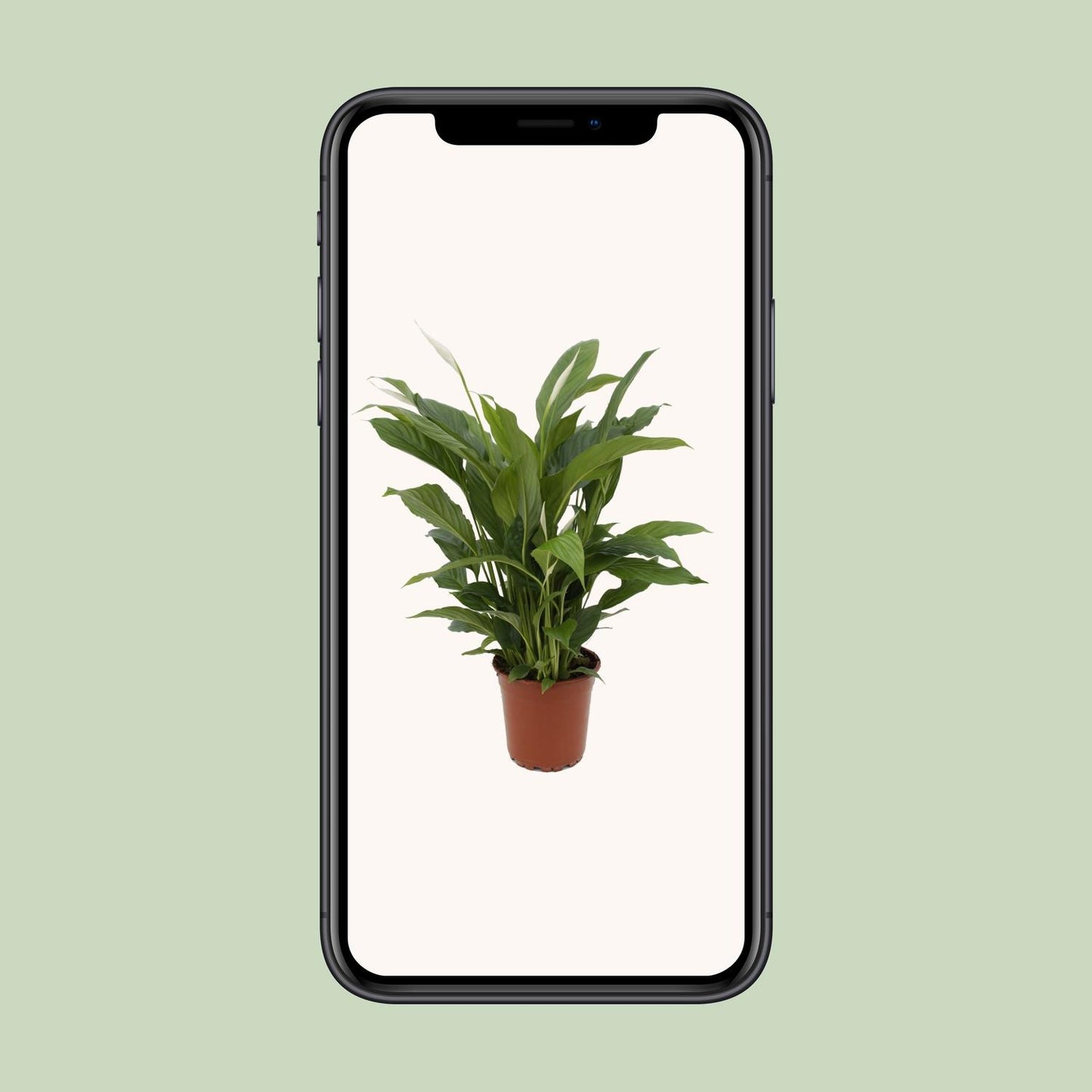 Spathiphyllum Torelli – Friedenslilie Ø17cm, 65cm hoch
