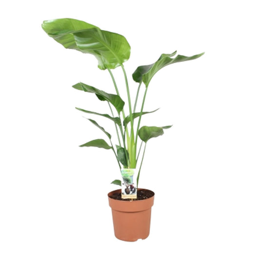 Strelitzia Nicolai – Paradiesvogelblume Ø21cm, 110cm Höhe