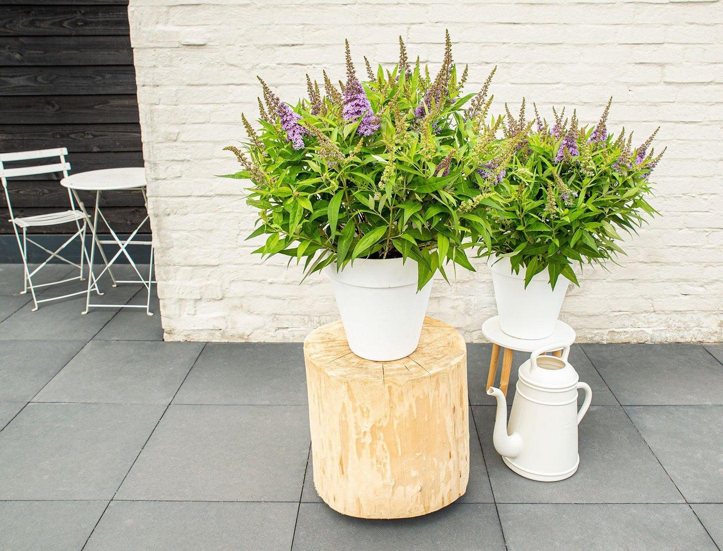 Buddleja dav. 'Butterfly Candy Little Lila' - Ø19cm Topf