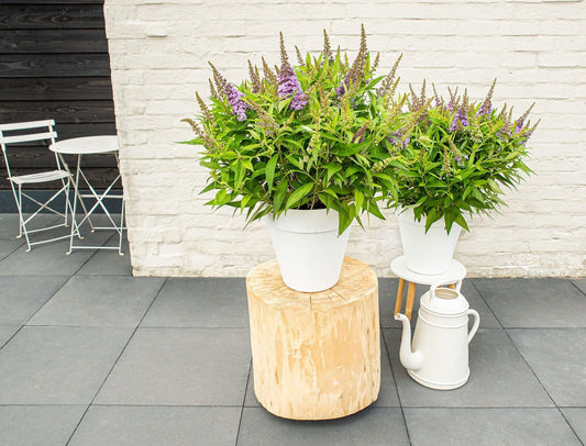 Buddleja dav. 'Butterfly Candy Little Lila' - Ø19cm Topf