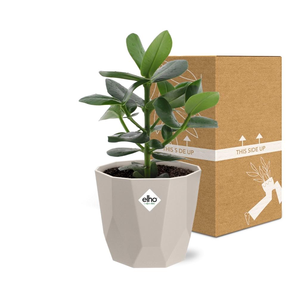 Clusia Princess – Autographenbaum in ELHO b.for rock 14 cm warm grey