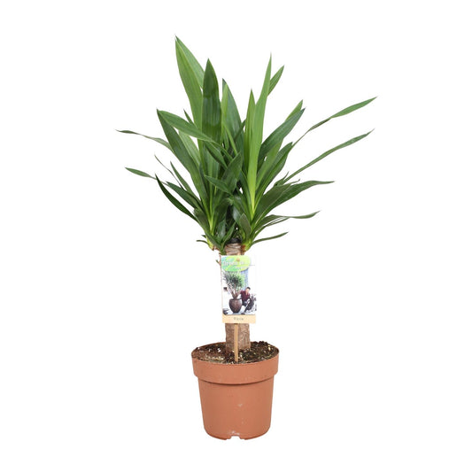 Yucca Elephantipes – Pflegeleichte & elegante Zimmerpflanze Ø17cm
