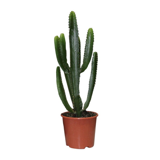 Euphorbia Triangularis – Stilvolle, pflegeleichte Zimmerpflanze Ø17cm