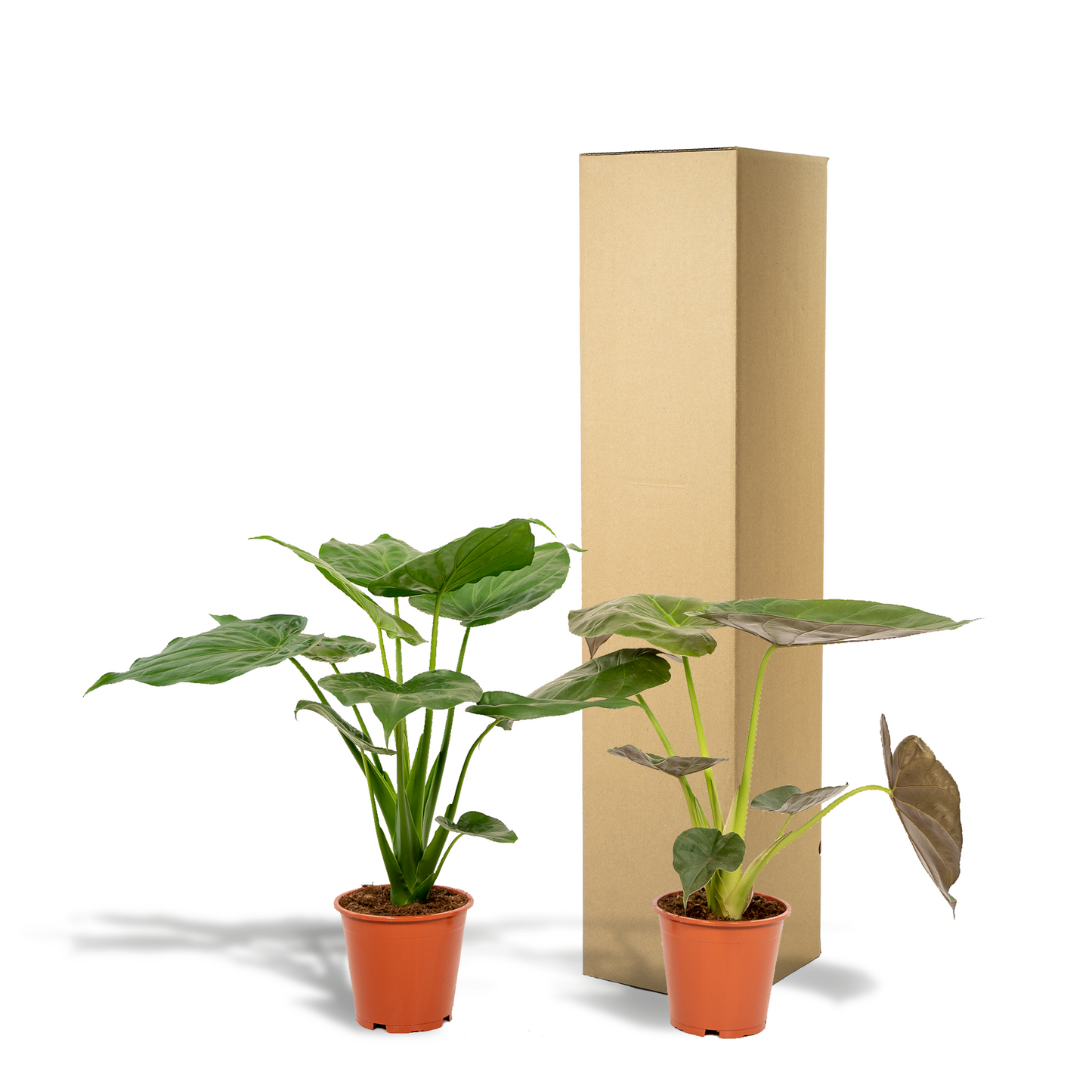 Alocasia Cucullata & Alocasia Wentii Set Ø19cm, ca. 60cm