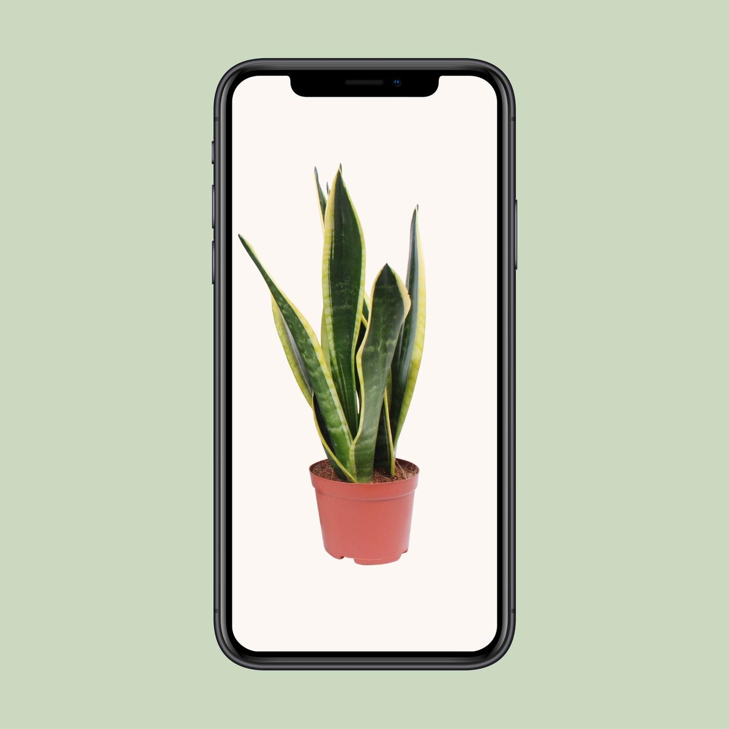 Sansevieria Black Superba – Pflegeleichte Schwiegermutterzunge Ø14cm