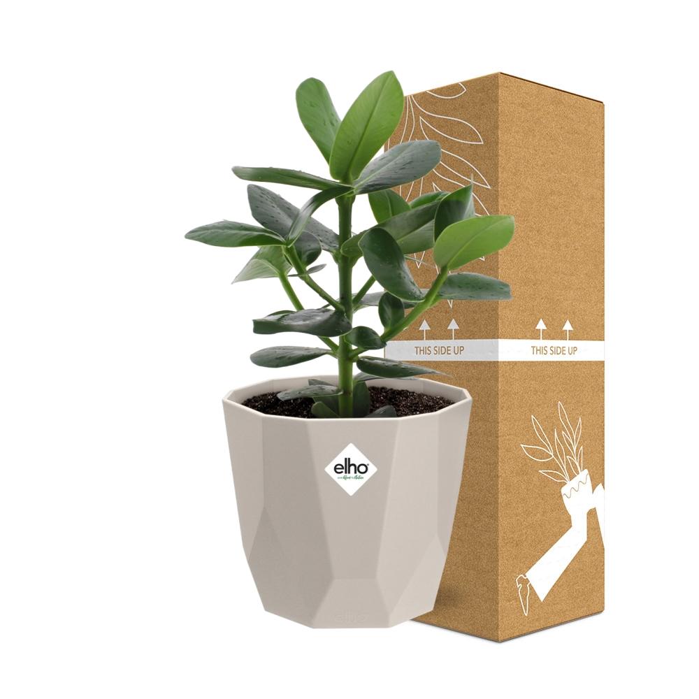 Clusia Princess – Autographenbaum in ELHO b.for rock 14 cm warm grey