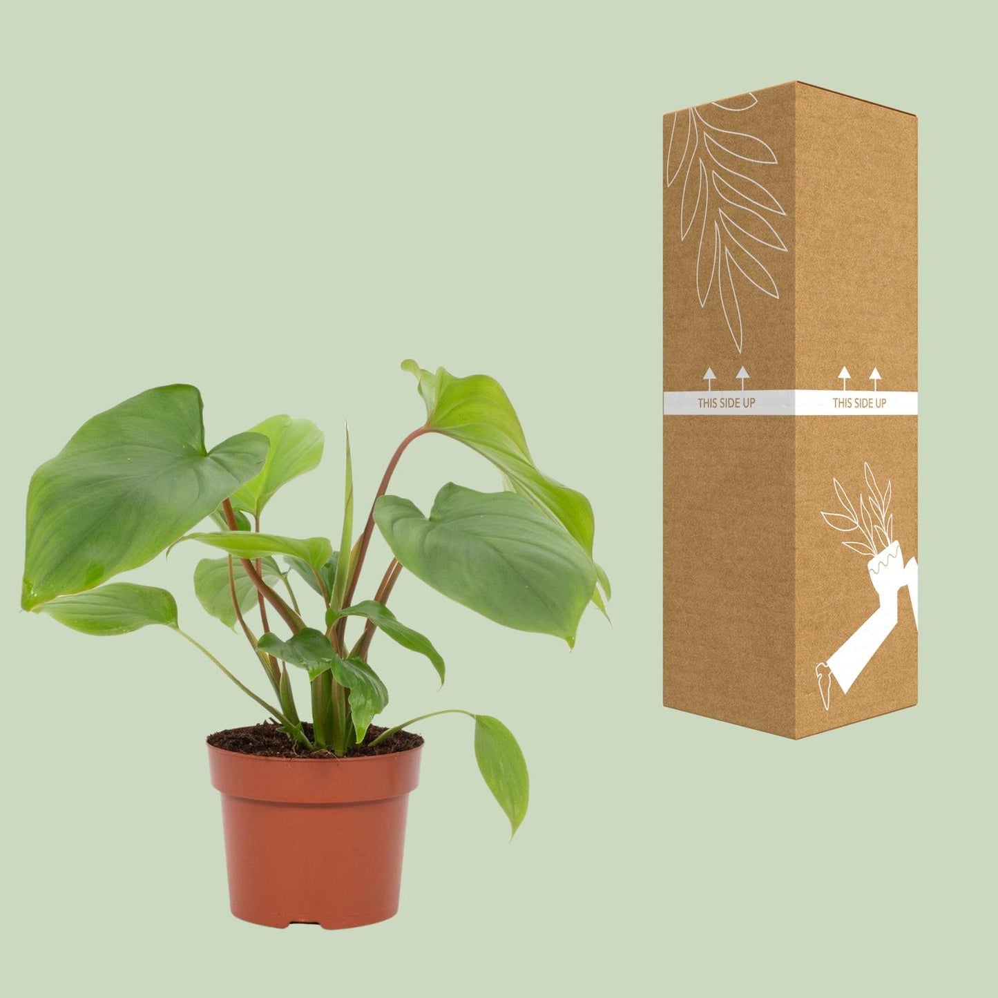Homalomena Rubescens Maggy – Pflegeleichte Zimmerpflanze Ø12cm