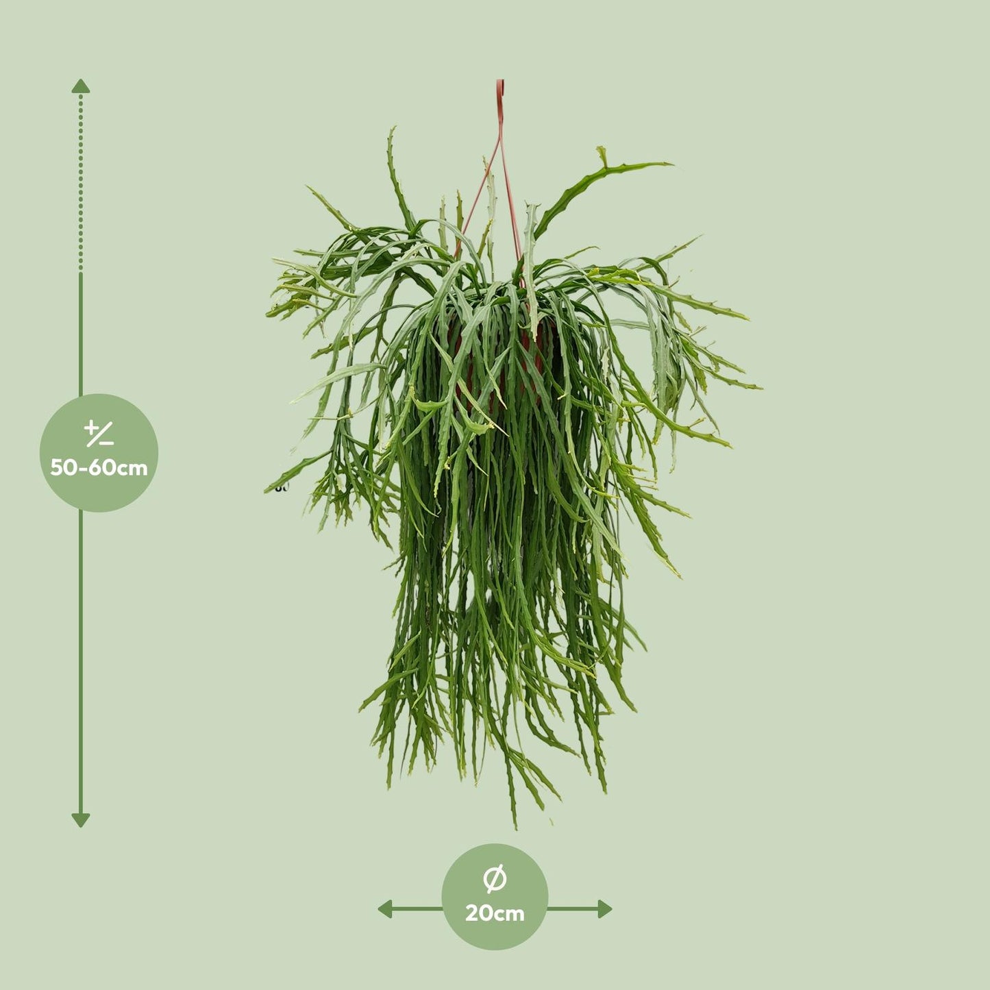 Lepismium Asuntapatense – pflegeleichter Hängekaktus Ø20cm