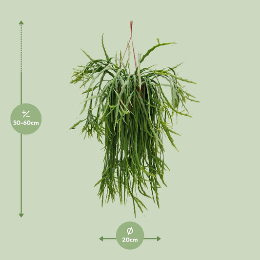 Lepismium Asuntapatense – pflegeleichter Hängekaktus Ø20cm