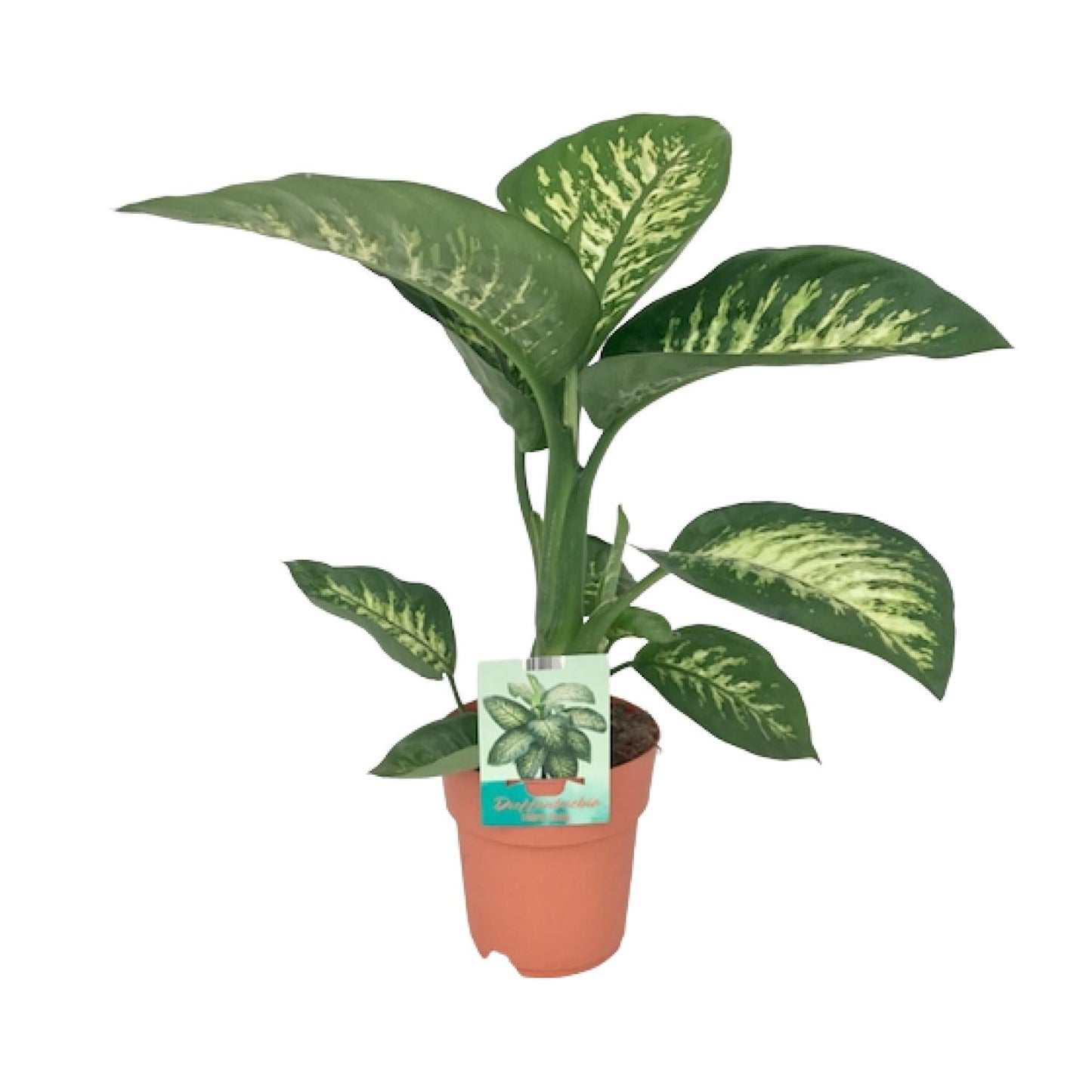 Dieffenbachia Seguine Tropic Snow – Pflegeleichte Zimmerpflanze Ø19cm