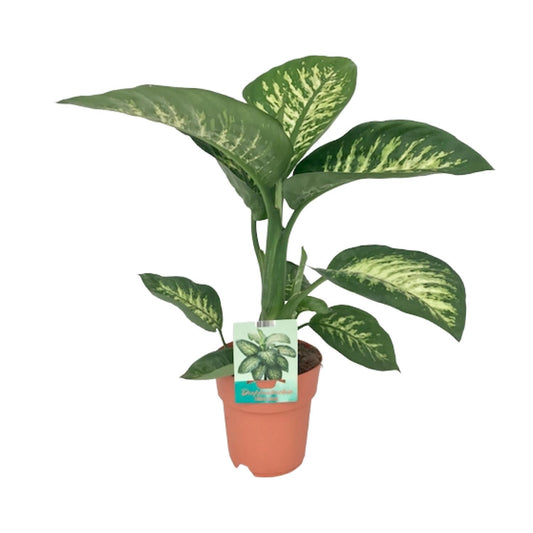 Dieffenbachia Seguine Tropic Snow – Pflegeleichte Zimmerpflanze Ø19cm