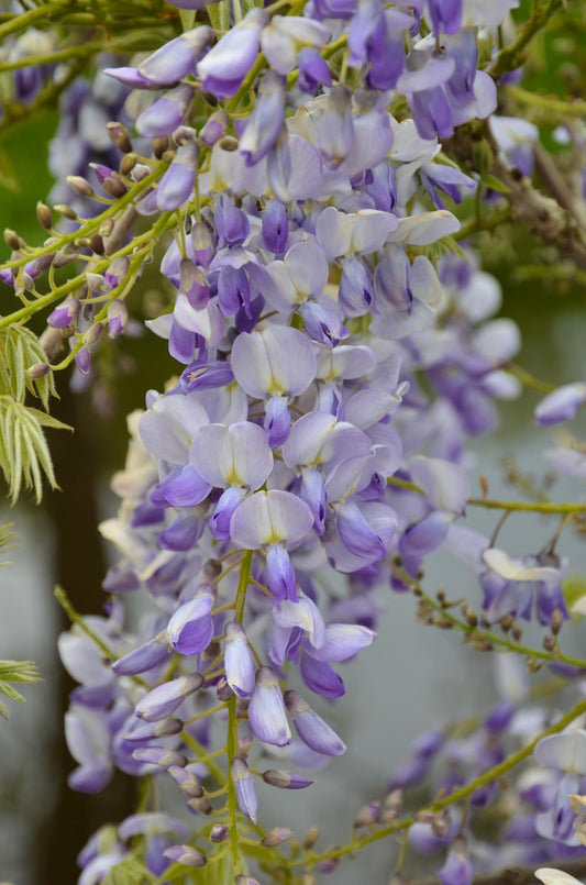 2x Wisteria sinensis 'Caroline' – Blühende Kletterpflanze Ø15cm