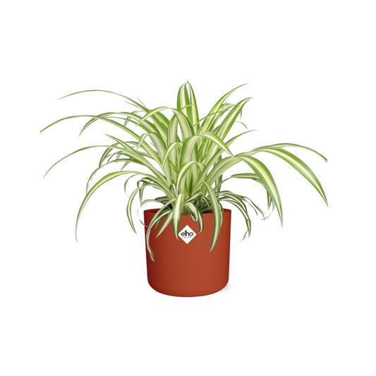 Chlorophytum Comosum Variegatum – pflegeleichte Spiderpflanze im ELHO Topf