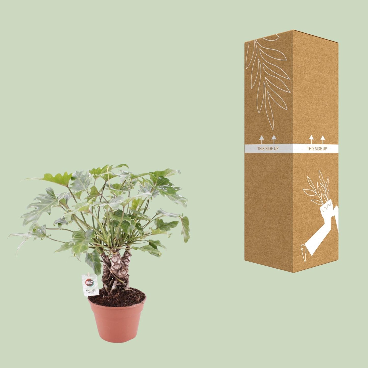Philodendron Xanadu am Stamm – Ø17 cm Topf, ca. 40 cm hoch