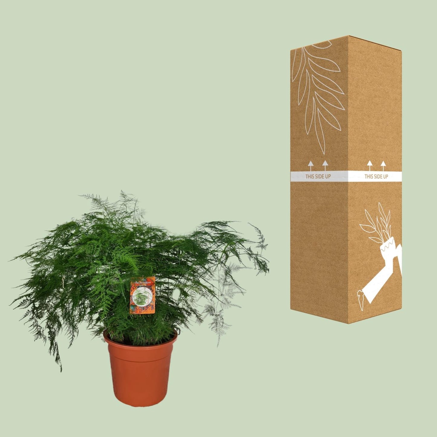 Asparagus setaceus – Eleganter Spargelfarn Ø27cm, 70cm hoch