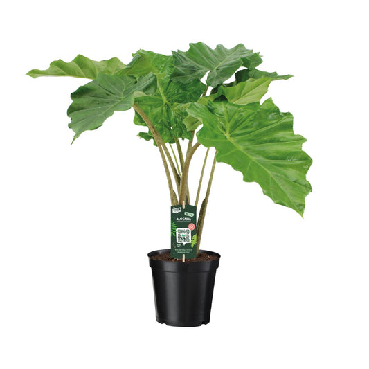 Alocasia Portodora – Stylische XXL-Zimmerpflanze Ø21cm