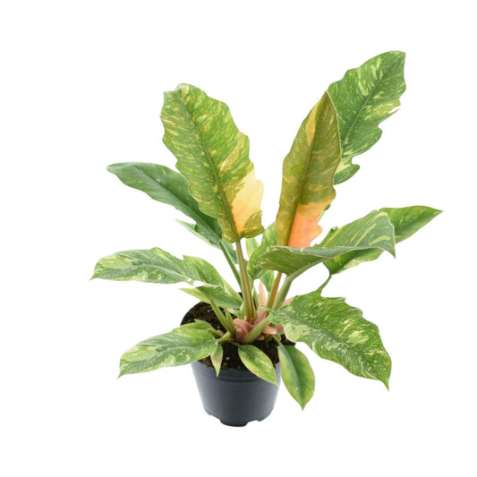 Philodendron Narrow 'Ring Of Fire' – Pflegeleichte Zimmerpflanze Ø14cm