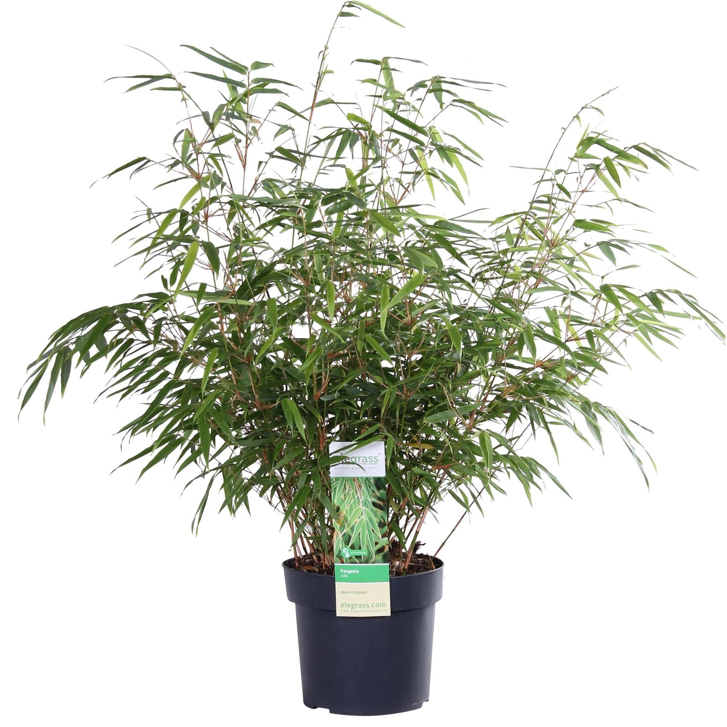 Fargesia rufa Bambus – Kompakter, pflegeleichter Bambus Ø29cm
