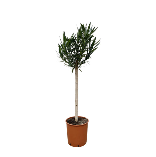 Nerium Oleander Stamm mit rosa Blüte – 170 cm – Ø 30 cm