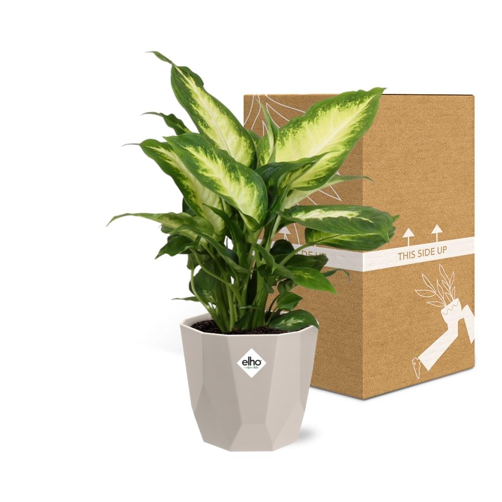 Dieffenbachia ‘Camilla’ in ELHO b.for rock 14 cm warm grey
