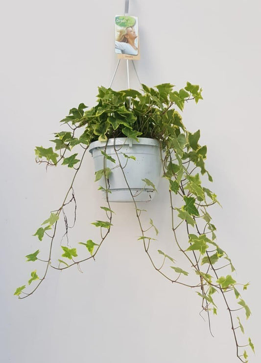Hedera Helix Geelbont – Pflegeleichter Efeu im Hangpot Ø17cm