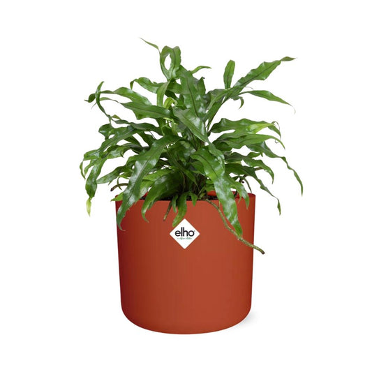 Microsorum Diversifolium – Kängurufarn im ELHO b.for soft Topf 14cm