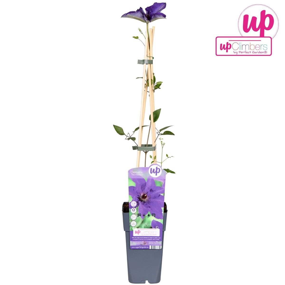 Clematis The President – Anmutige Kletterpflanze Ø15cm