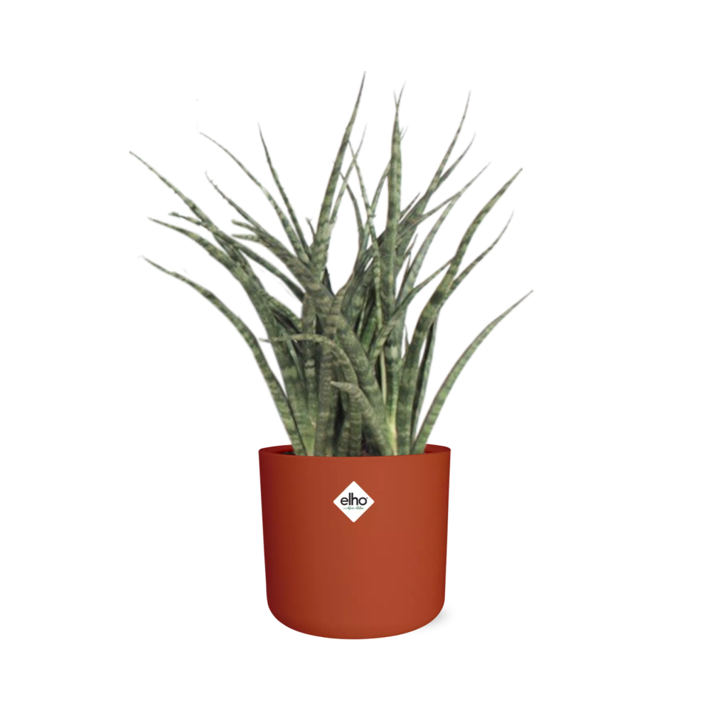 Sansevieria Fernwood Punk im ELHO b.for soft Rond 14cm Brique
